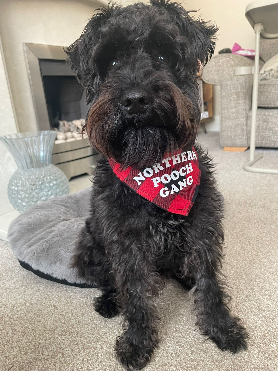 Northern Pooch Gang Dog Bandana