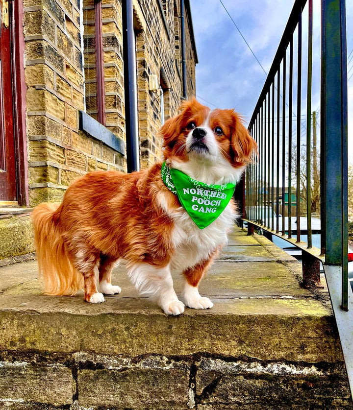 Northern Pooch Gang Dog Bandana