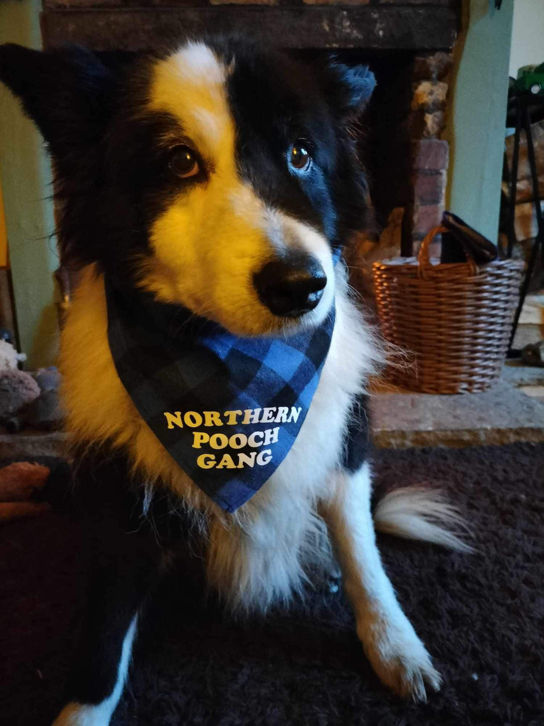 Northern Pooch Gang Dog Bandana