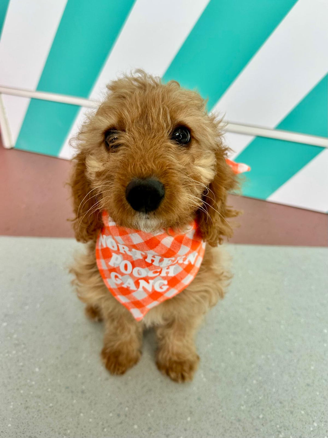 Northern Pooch Gang Dog Bandana